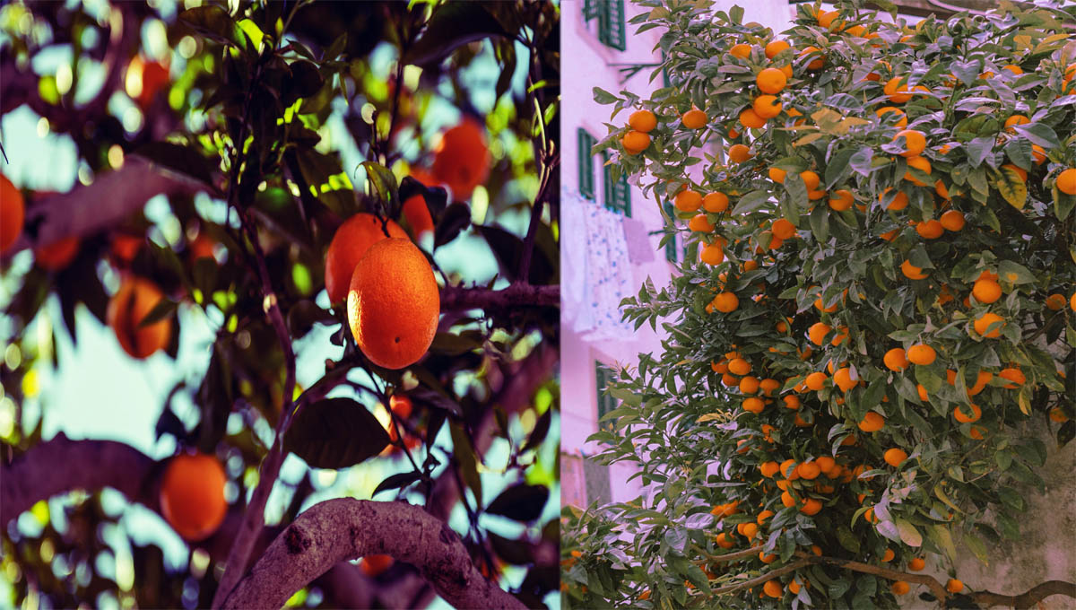 What is the best way to protect fruit trees? How to properly care for an apple tree? What is the best treatment for fruit trees?. What is the best thing to put around fruit trees?